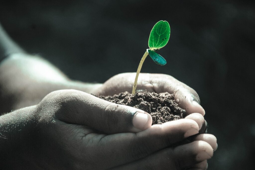 Hand holding a small green plant in dirt